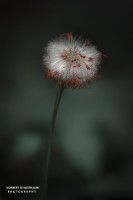 16k fotoart foto fotografie kunst composing bildbearbeitung blumen landschaft tiere portrait stil weithaler norbert